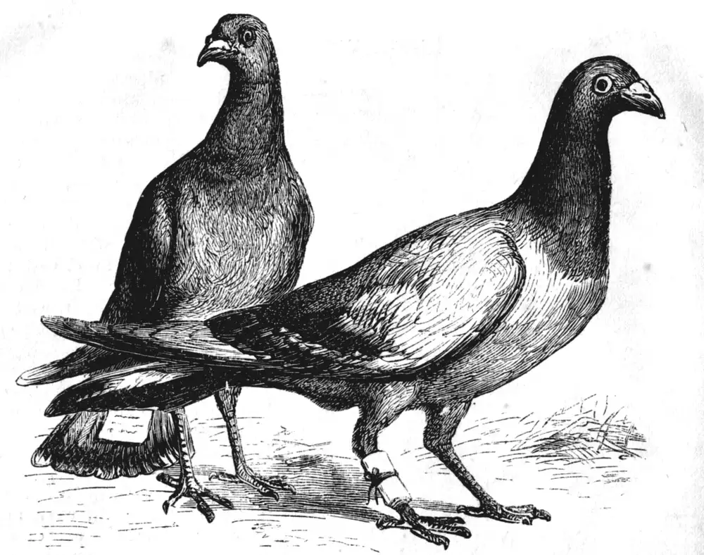 Palomas mensajeras, grabado de Harper's, 1873.